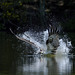 Osprey fishing - Balbuzard pecheur
