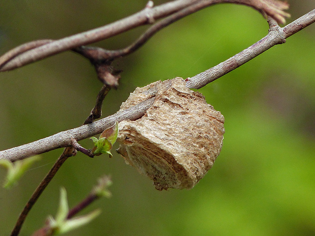 Day 3, from other side, insect nest? DeLaurier Homestead trail