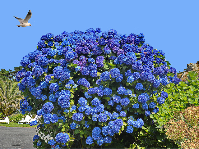 Magnificent Bugalez Blue Hydrangea DSC 0435ac