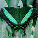 HUNAWIHR: Jardins des papillons 33