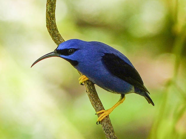 Purple Honeycreeper male, Asa Wright Nature Centre, Trinidad