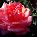 El Retiro rose garden. Rose Daniel Gelin