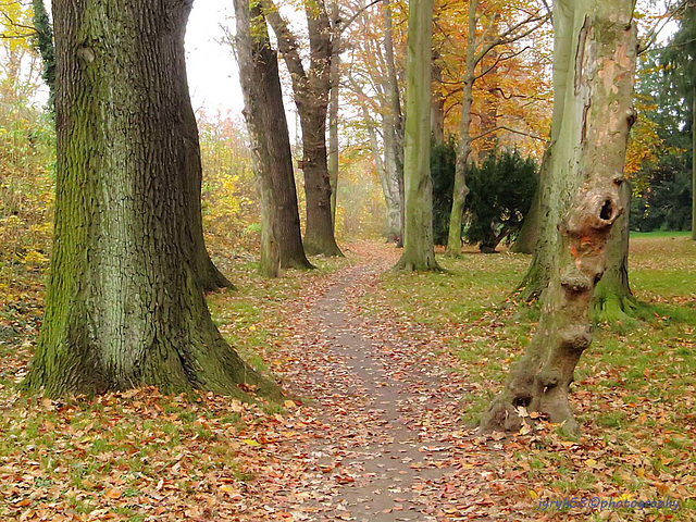 Walking path in Autumn 2