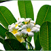 MAHE' : un bel fiore di frangipane nel Botanical Park