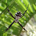 DSC04940a - aranha-de-prata Argiope argentata, Araneidae, em butiá