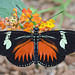 HUNAWIHR: Jardins des papillons 35