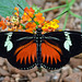 HUNAWIHR: Jardins des papillons 36