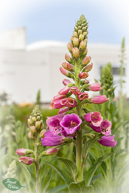 324/366: Foxglove Scene [+1 in a note]