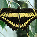 HUNAWIHR: Jardins des papillons 37