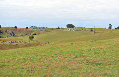 Sth Waikato Pastures.