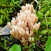 Pale Coral Fungus / Ramaria sp.