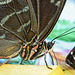 HUNAWIHR: Jardins des papillons 38