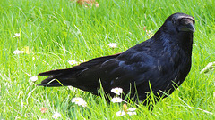 1 (145)...austria crow