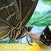 HUNAWIHR: Jardins des papillons 39