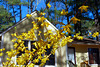 Forsythia in Our Front Yard