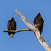 Turkey Vultures, Day 2, Rondeau Provincial Park