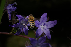 Biene auf Campanula