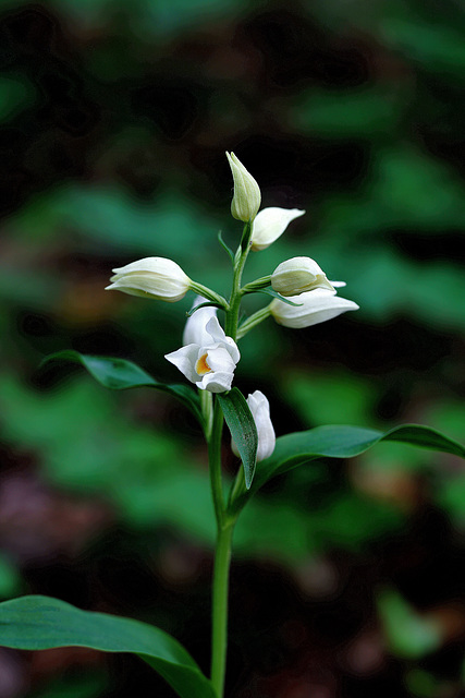 Eine Schönheit in Weiß - A beauty in white