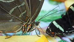 HUNAWIHR: Jardins des papillons 40