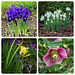 West Dean Gardens - Spring Flowers