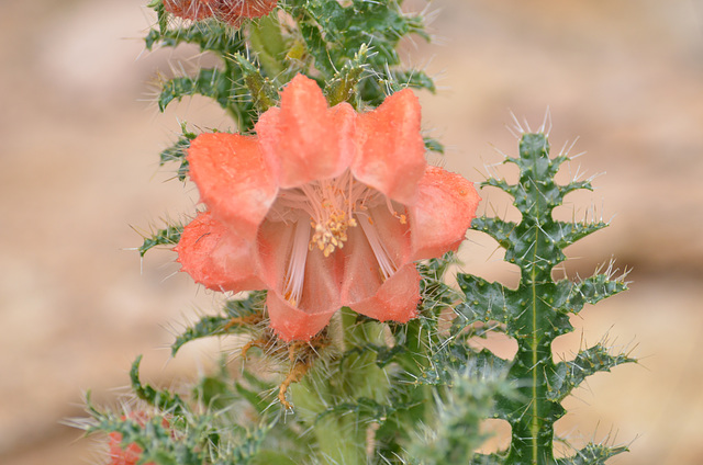 Bolivia, Catal River Valley, Prickle with Red Flower