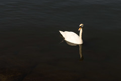 Bay Swan