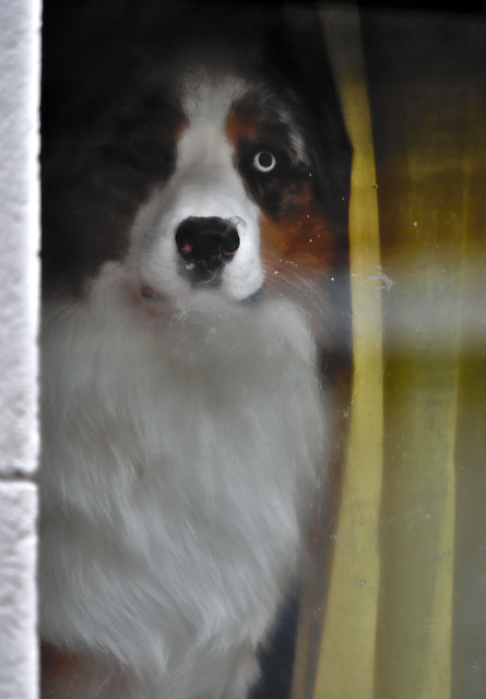 The neighbour's big crazy dog behind a wet window