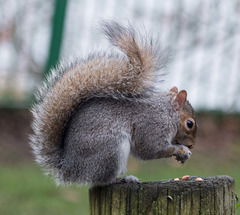 Squirrel balancing (1)