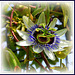 Con antenas :-))  (Passiflora incarnata)