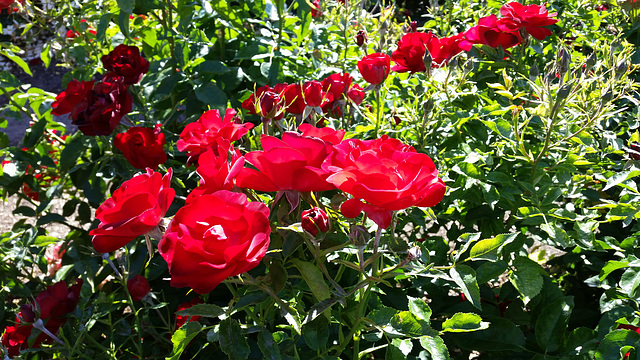 Rose garden display