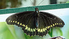 HUNAWIHR: Jardins des papillons 41