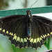 HUNAWIHR: Jardins des papillons 41
