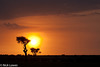 Sunrise in the Mara