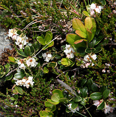 Preiselbeerblüten - fleurs des airelles - flower of the cranberries