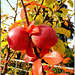 Äpfel am Kirschbaum... Apples on the cherry tree... ©UdoSm