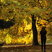 Sheffield Park in Autumn