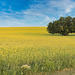 tree and pole in canola 3