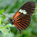 HUNAWIHR: Jardins des papillons 42