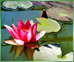 Water lily... ©UdoSm