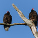 Turkey Vultures, Day 2, Rondeau Provincial Park