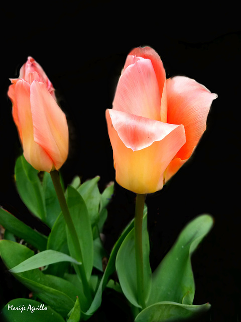 Tiempo de tulipanes-1