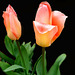 Tiempo de tulipanes-1