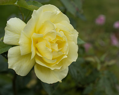 Sept 12: rose