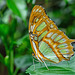 HUNAWIHR: Jardins des papillons 43