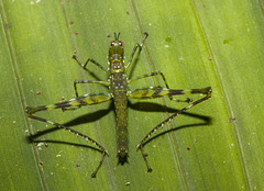 IMG 7285 Grasshopper-1