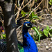 Indian Peafowl  ( Peacock)