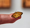 Kleiner Schmetterling auf meiner Fingerspitze (Pantherspanner - gelber Fleckenspanner)