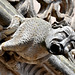 Salamanca, Gargoyle of Convento de las Dueñas