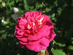 rose Poupoune création J-P Vibert