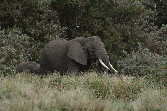 Ngorongoro, Elephant-mother and Elephant-child